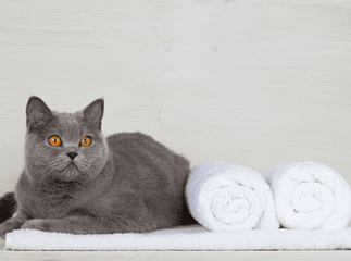 laver chat
